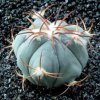 Echinocactus_horizonthalonius_3